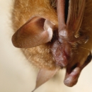 a portrait of a hanging bat with large ears, folded arms, and a fuzzy brown body