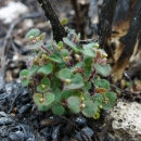 Pineland sandmat is a tiny perennial herb with a red stem and delicate, yellow flowers that grows in pine rocklands on the Miami Rock Ridge in Miami-Dade County, Florida.