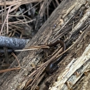 a brown relictual slender salamander rests on a decaying log