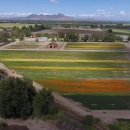 Aerial image of a native seed farm with rows of bright colors and mountains along the horizon under a blue sky.