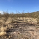 Image of mesquite trees on a patch of land at the ranch
