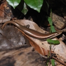 a brown skink on a leaf