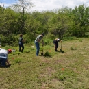 Students planting trees