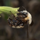 A bumble bee covered in pollen sitting at a Spalding's catchfly flower