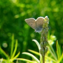 Fender's blue butterfly sites on a Kincaid's lupine raceme
