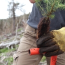 Person holding the small root ball of a small tree with a gloved hand