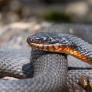 A close up shot of a snake’s face, showing its black scales and orange chin