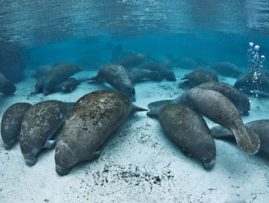 Group of manatees resting in the warm, clear, blue water of Three Sisters Springs