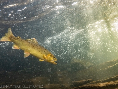 A close-up underwater shot of an Apache trout swimming