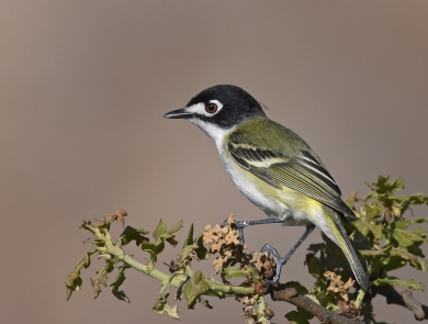 A bird sits at then end of a branch.