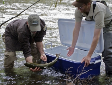 two men releasing a bull trout from a blue cooler into a stream