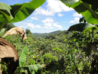 Lanscape of tropical foliage framed by banana leaves on both sides, with rolling hills in the distance