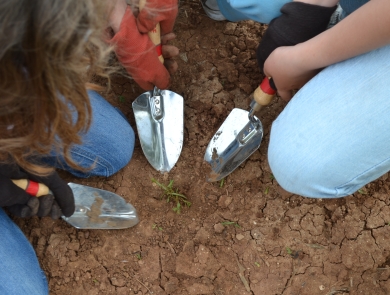 Looking down, three individuals are kneeling down. They are wearing gardening gloves and gardening trowels are pointing towards a small, green plant.
