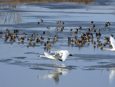 Trumpeter swans taking off from the waters of DeSoto Lake with ducks in the background.