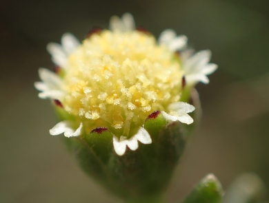 Close look at a small yellow flower. 