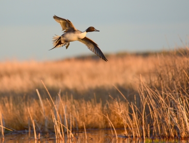 Northern Pintail in flight over wetland