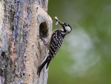 A woodpecker perched on a tree with a bug in its mouth.