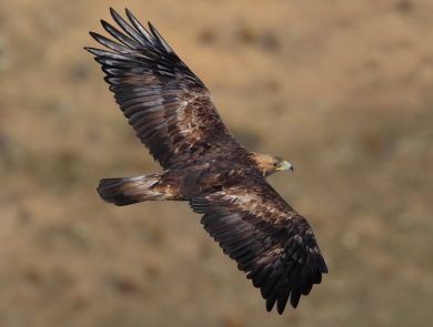 A golden eagle in the wild