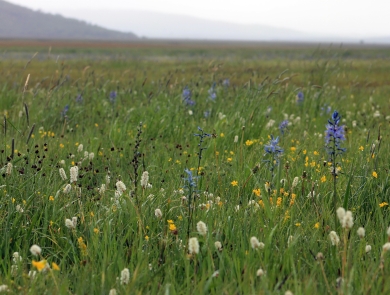 View of a prayer of wild flowers and a hill in the backdrop