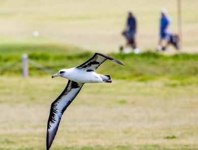Laysan albatross flying above Kahuku Golf Course
