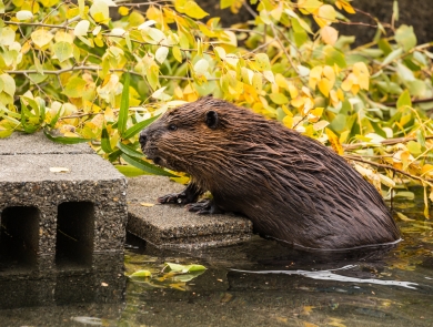 A beaver climbing out of the water onto some cement bricks with tree branches in the background