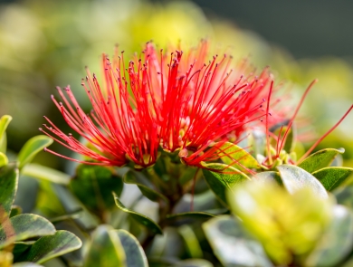 red ohia lehua flower