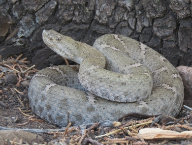 A light grey rattlesnake coils defensively with an alpine trees bark in the background.