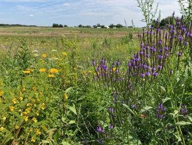 Yellow and purple flowers blooming near a farm. 