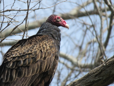 A large brown and black bird with a bald pink head and a hooked white bill sits on a barren tree branch.