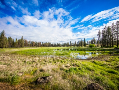A small perennial wetland