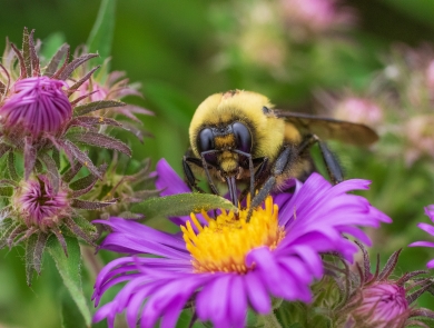 Up close of a bumble bee drinking nectar from a purple flower with a yellow center