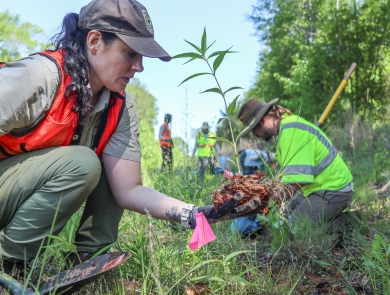 Woman in low brush, holding a plant and its root ball, with others in the background