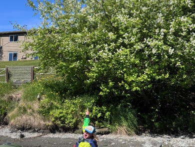 Person in packraft on Kenai River pointing to invasive Prunus sp. tree.