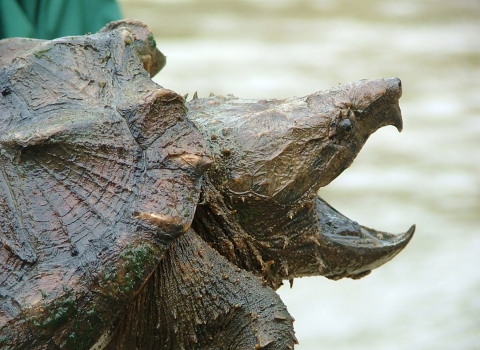 a large turtle with open mouth