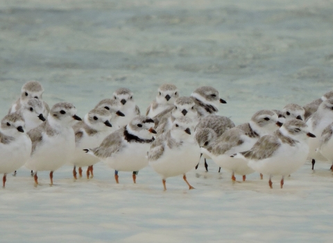 Smal flock of white and grey shorebirds in the water. Photo appears to be taken from a distance