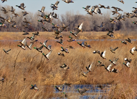 Mallards take flight over open wetland.