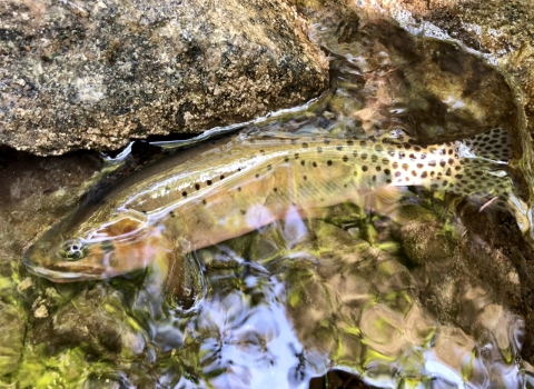 Trout in shallow cobbled brook.