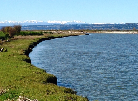 Stillaguamish River estuary