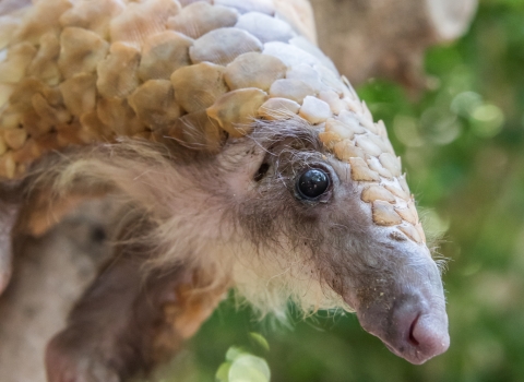 Close-up of a white-bellied pangolin in a tree, showing its long nose, hairy face and chin, powerful claws, and scale-covered body.