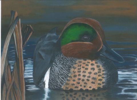 Painting of a green-winged teal drake floating in a wetland