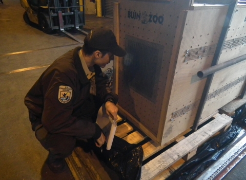 A male wildlife inspector in a brown U.S. Fish and Wildlife Service jacket crouches next to a large shipping crate sitting on wooden pallets. The crate has several air holes and a mesh-covered window. The words "zoo" are printed above the window.