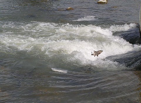 a silvery fish known as clear lake hitch jumps over turbid waters