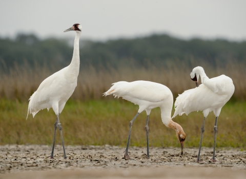 three whooping cranes
