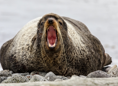 A seal opens its mouth wide while it rests on land at St. Paul Island, within Alaska Maritime National Wildlife Refuge in Alaska.