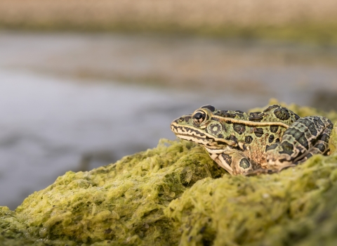 frog on mossy bank