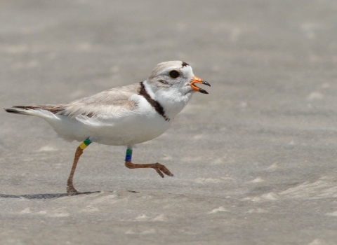 a banded piping plover walks along a beach