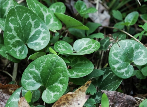 A green, heart shaped leaf plant.