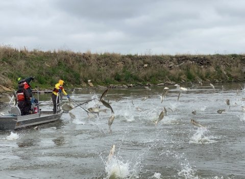 Silver Carp Jumping