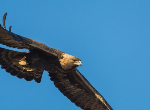 Bird with hooked beak and brown plumage flying