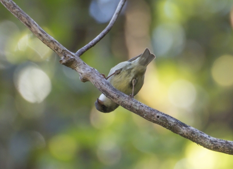 An ʻakikiki sits on a branch. It is bending over, giving an upside-down look.